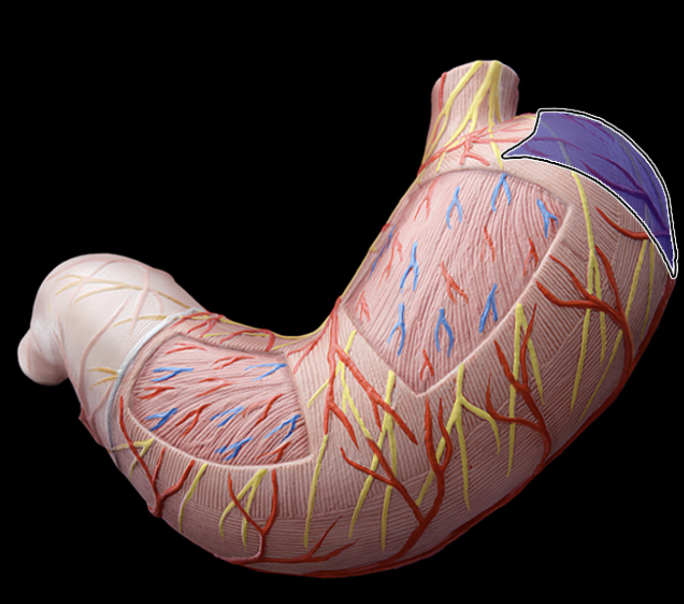 <p>Stomach (Fundus)</p>