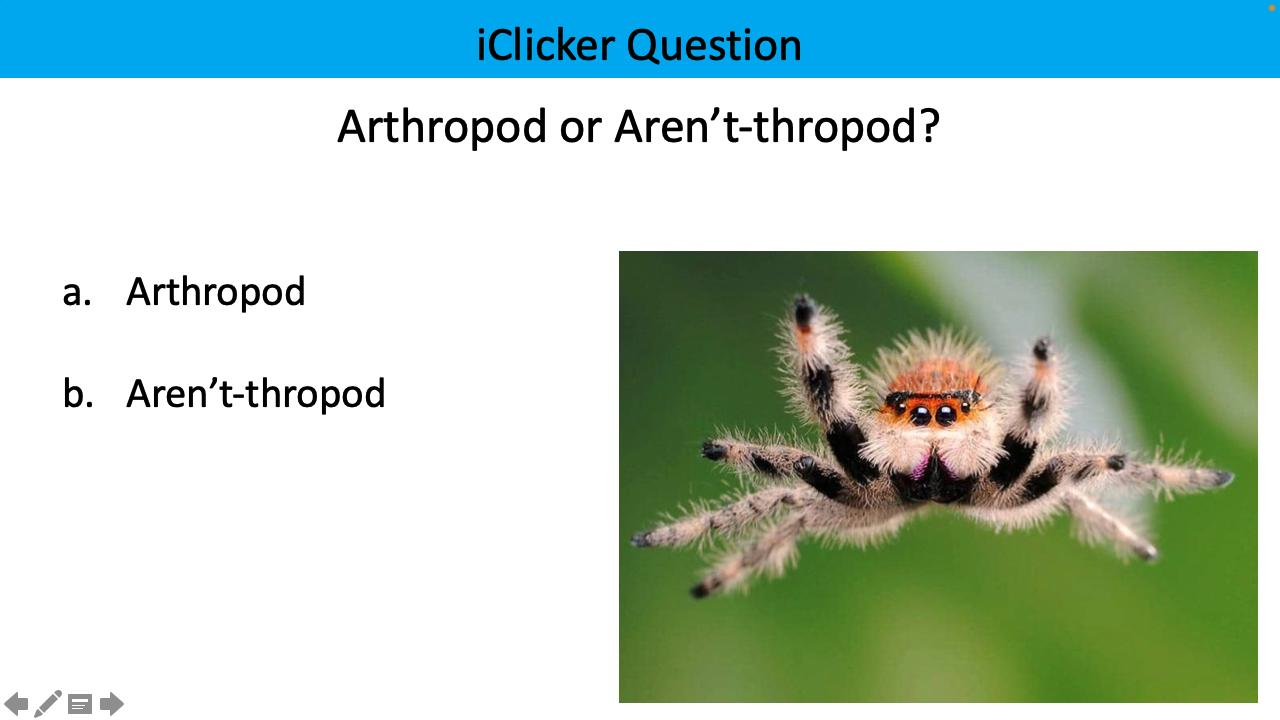 <p>arthropod or aren’t-thropod?</p>