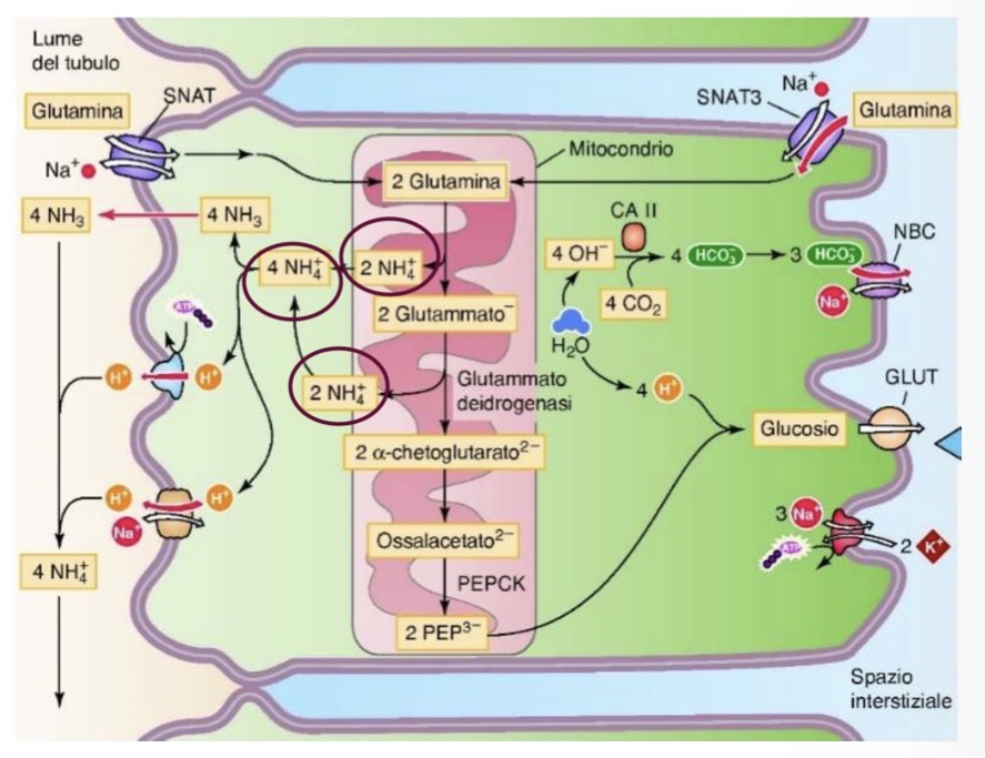 <p><span>• </span><strong><span>Importanza:</span></strong><span> È il meccanismo più efficace per eliminare acidi senza consumare bicarbonato filtrato, eliminando </span><strong><span>40 mmol/die</span></strong><span> di acido (può arrivare a centinaia in acidosi severa).</span></p><p><span>• </span><strong><span>Ammoniogenesi (Tubulo Prossimale):</span></strong></p><p><span>• Avviene nelle cellule epiteliali prossimali a partire dalla </span><strong><span>glutammina</span></strong><span>.</span></p><p><span>• All'interno dei mitocondri, la glutamminasi converte la glutammina in glutammato e ammonio. La glutammato deidrogenasi trasforma il glutammato in alfa-chetoglutarato (producendo altro ammonio).</span></p><p><span>• Il metabolismo dell'alfa-chetoglutarato produce glucosio e ioni OH-, che si complessano con CO2 per formare bicarbonato.</span></p><p><span>• </span><strong><span>Bilancio:</span></strong><span> Il metabolismo di 1 molecola di glutammina genera </span><strong><span>2 ioni </span></strong><span>NH_4^+</span><strong><span> (secreti nel lume) e 2 ioni </span></strong><span>HCO_3^-</span><strong><span> (riassorbiti nel sangue come nuovo bicarbonato)</span></strong><span>.</span></p><p><span>• Gli NH_4^+ secreti si dissociano in NH_3 e H+. L'NH_3 (ammoniaca) diffonde liberamente nel lume, si lega agli H+ secreti dai trasportatori, formando nuovamente NH_4^+ (ione ammonio) che rimane </span><strong><span>intrappolato</span></strong><span> e viene escreto.</span></p><p><span>• </span><strong><span>Ansa di Henle e Dotto Collettore:</span></strong></p><p><span>• Tratto discendente: l'ammonio può essere secreto o riassorbito (prevale secrezione).</span></p><p><span>• Tratto ascendente spesso: l'ammonio viene </span><strong><span>riassorbito e accumulato</span></strong><span> nell'interstizio midollare (ricircolo midollare tramite trasportatori basolaterali che riportano NH_3 e NH_4^+ nelle cellule).</span></p><p><span>• Dotto collettore: a seconda delle necessità, l'NH_3 viene secreta nel lume, si complessa con H+ e diventa NH_4^+, venendo escreta definitivamente nelle urine.</span></p><p><span>• </span><strong><span>Regolazione:</span></strong></p><p><span>• In Acidosi: Il rene aumenta produzione ed escrezione di NH_4^+. Stimolato da aumento di angiotensina II, cortisolo e secrezione di H+ nelle cellule intercalate. Favorisce l'espressione di proteine per il trasporto di ammoniaca.</span></p><p><span>• In Alcalosi metabolica: L'eccesso di HCO3- riduce la secrezione di H+ nel tubulo prossimale. Le cellule del dotto collettore (intercalate beta) secernono HCO_3^- nelle urine, aumentando in proporzione rispetto alle cellule alfa.</span></p>