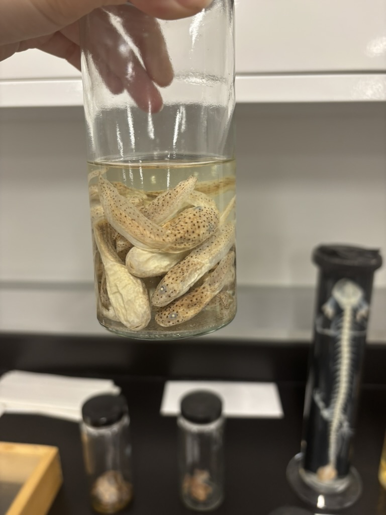 <p>What is this (phylum, subphylum, superclass, class, order, common name)?</p>