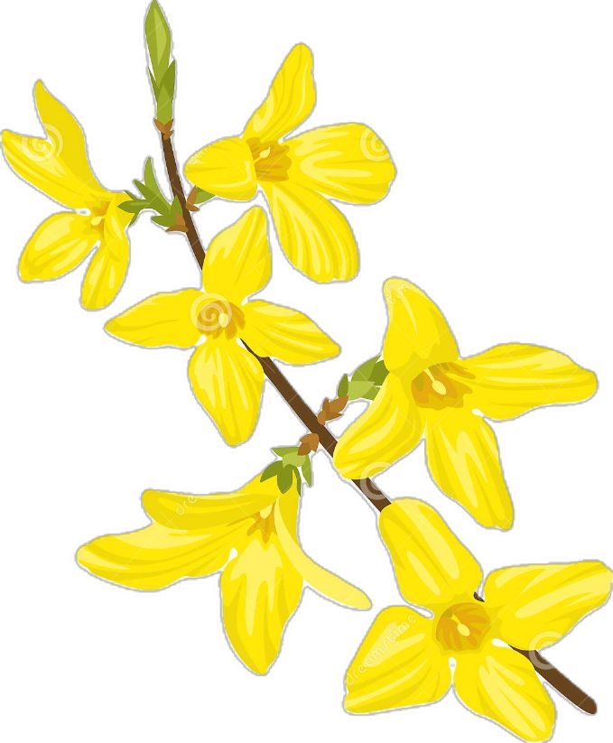 <p>forsythia</p>
