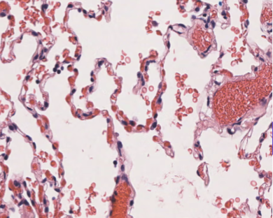 <p>identify the epithelium and where it is located </p>