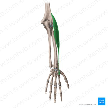 <p>Extensor Carpi Radialis Longus</p>