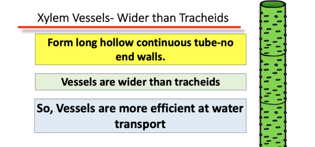 <p>Long hollow continous tube</p><p>Vessels are wider than tracheids</p><p>Vessels are more effiicent at water transport</p>