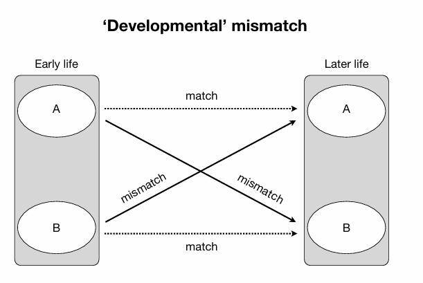 <p></p><p>Mismatch kan ook ontstaan wanneer:</p><ul><li><p>vroege levensomgeving <strong>A</strong></p></li><li><p>latere omgeving <strong>B</strong></p></li></ul><p>Bijvoorbeeld:</p><ul><li><p>arme vroege omgeving</p></li><li><p>rijke latere omgeving</p></li></ul><p>→ kan gezondheidsproblemen veroorzaken.</p>
