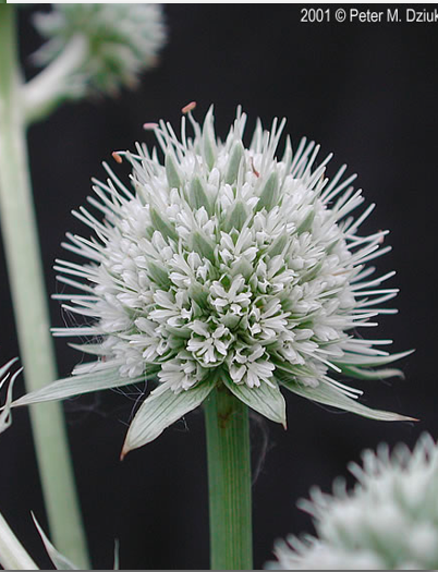 <p>what family is this inflorescence?</p>