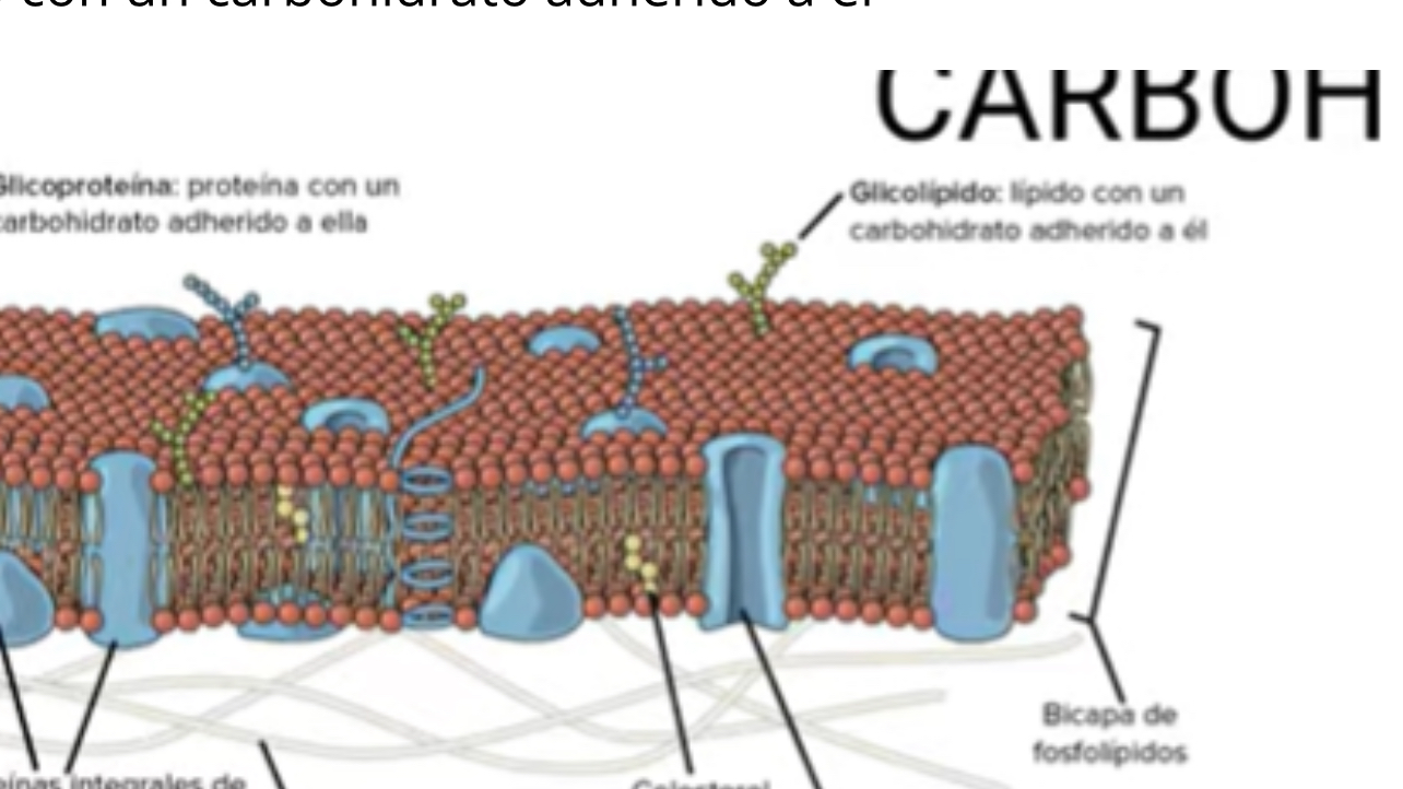 <p>¿Qué función tienen los carbohidratos en la membrana?</p>
