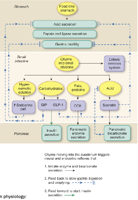 <ul><li><p>The intestinal phase of digestion begins as chyme enters the small intestine through relaxation of the pyloric sphincter</p></li><li><p>The presence of chyme activates the ENS which decreases gastric motility, alters secretion, and slows gastric emptying (optimizing digestion and absorption)</p></li><li><p>Hormonal regulation is critical with secretin and CCK being released, as well as GIP and GLP-1</p></li><li><p>Hyperosmotic chyme also activates osmoreceptors that further inhibit gastric emptying (ensures intestinal processing is not overwhelmed)</p></li></ul><p></p>