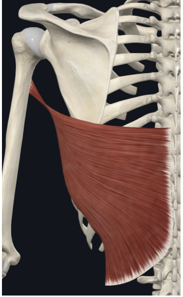 <p>ID muscle </p>
