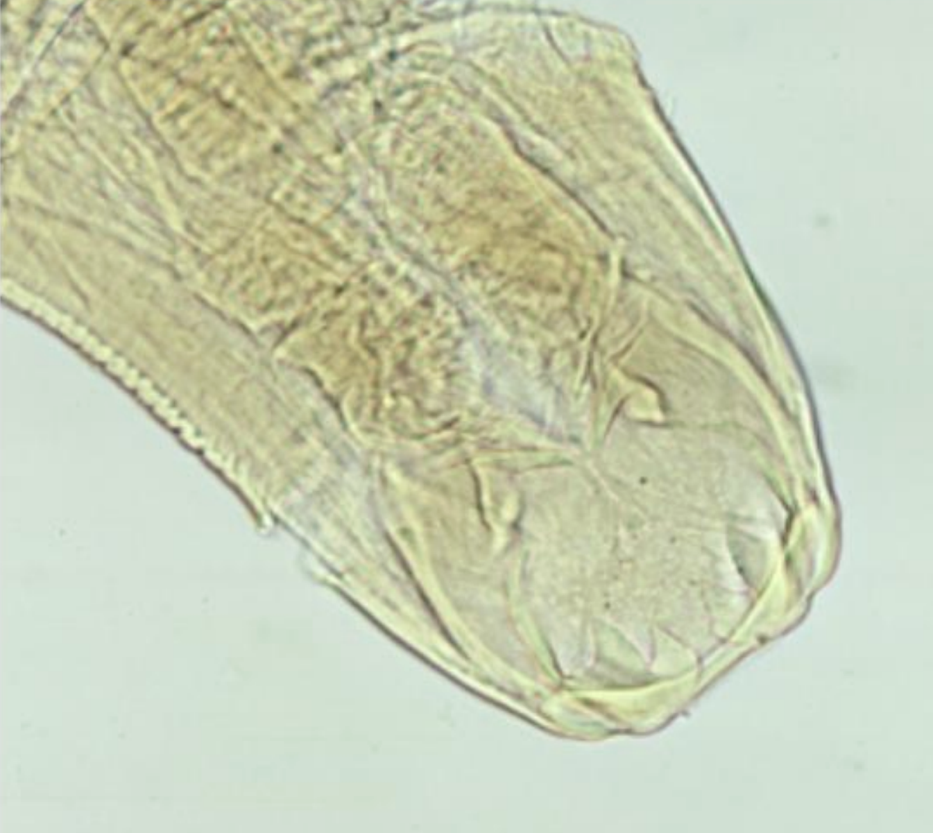 <p>name the species? </p>