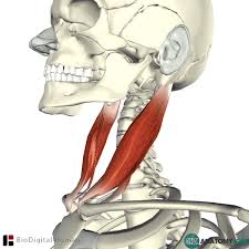 <p>Flexes neck; rotates head</p>