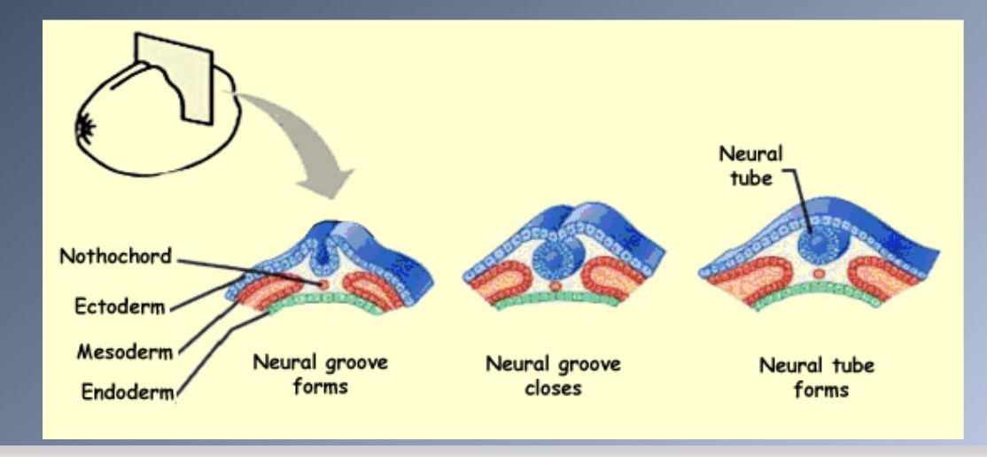 <p><span>PRINCIPAL STAGES IN CRANIOFACIAL DEVELOPMENT</span><br><span>1. Germ layer formation and initial organization of craniofacial structures (Day 17)</span><br><span>2. Neural tube formation and initial formation of the oropharynx (Days 18-23)</span></p>