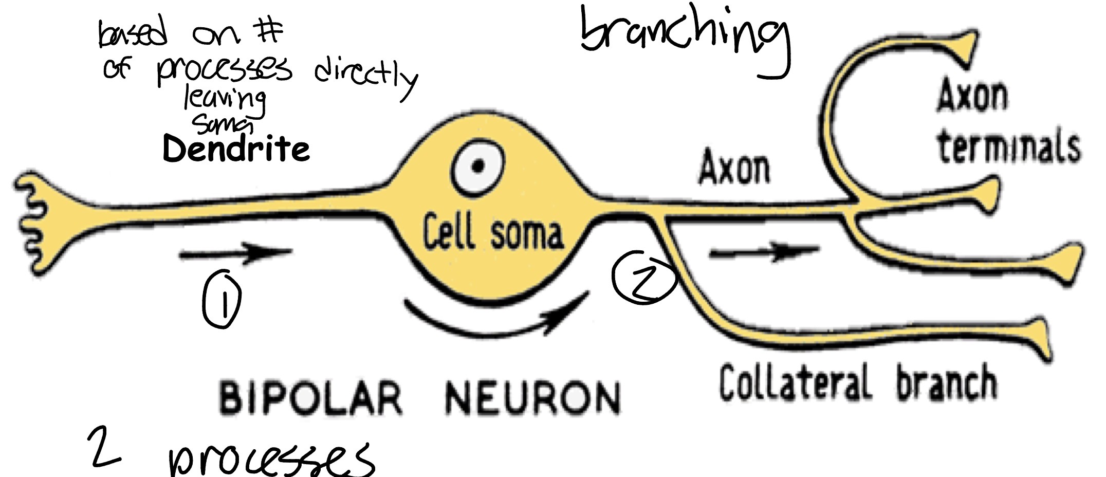 <p>Description: Single dendrite extends from soma in opposite direction of axon</p><p>Location: Eye (e.g., retina), nose (e.g., olfactory tissue), and ear (e.g., vestibular-cochlear nerve)</p><p>Function: Receives highly specialized signals &amp; transmits to nerve bundles that link to the brain</p><p>• Plays crucial role during neurogenesis</p>