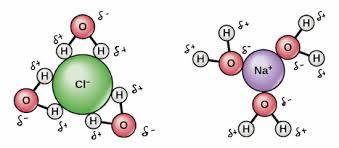 <p>The water molecules surrounding each dissolved ion when creating a solution. This mainly occurs through ion-dipole attractions</p>