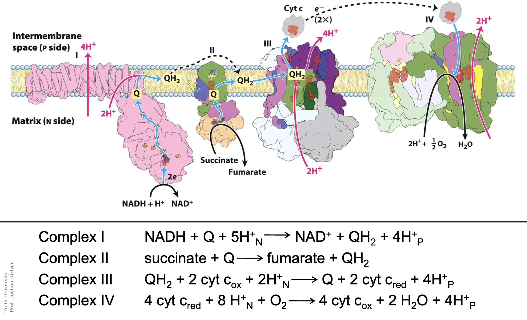 <p>2 overall paths for e- in ETC: </p><p>Complexes I,III,IV <strong>2 NADH + O2 + 22H+(n) → 2 NAD+ + 2H2O + 20H+ (p side)</strong></p><p>Complexes II,III,IV <strong>2 succinate + O2 + 12H+(n) → 2 fumarate + 2H2O + 12H+ (p side)</strong></p>