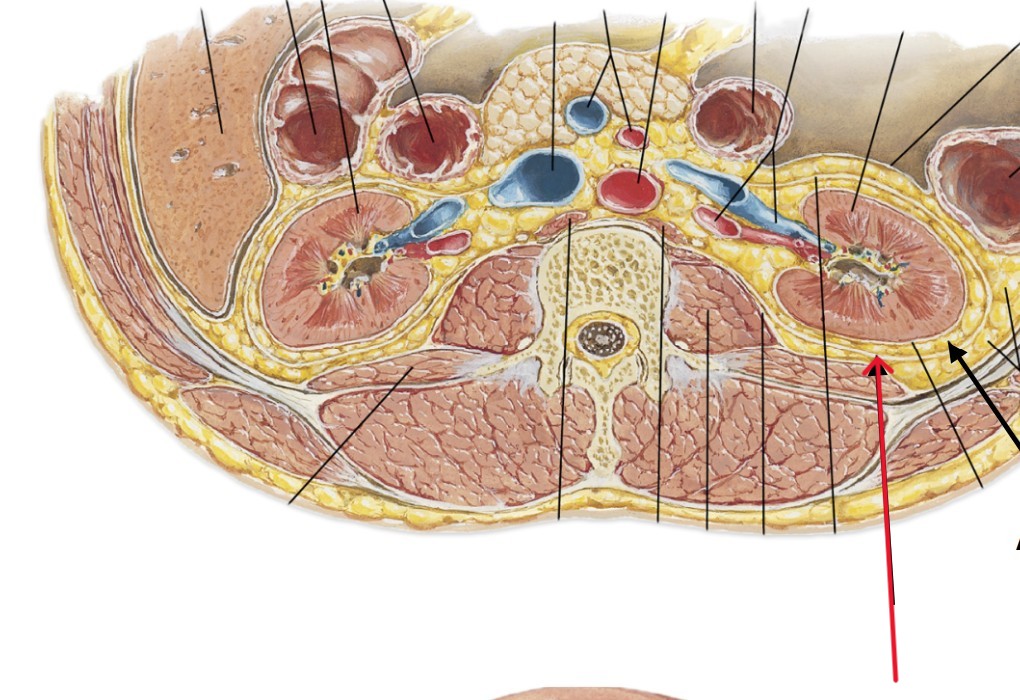 <p>Which part of the kidneys:</p><ul><li><p>Outer most structure</p></li><li><p>Anchors kidneys</p></li></ul><p></p>
