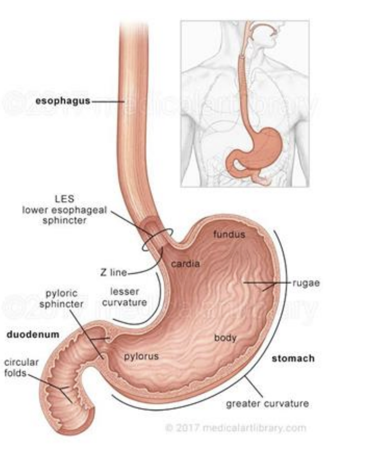 <p>● The stomach has four parts: the cardia, the fundus, the body and the pyloric part. </p><p>● Esophagus enters at the cardia </p><p>● Lesser curvature contains lesser omentum, attaching stomach to liver </p><p>● Greater curvature has greater omentum, a fatty structure lying on anterior abdominal structures and connecting with transverse colon </p><p>● Passes food into duodenum</p>