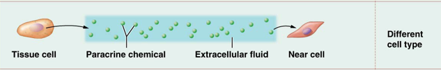 <p>chemicals secreted into the extracellular space to affect nearby, but different types of cells than the signaling cell</p>