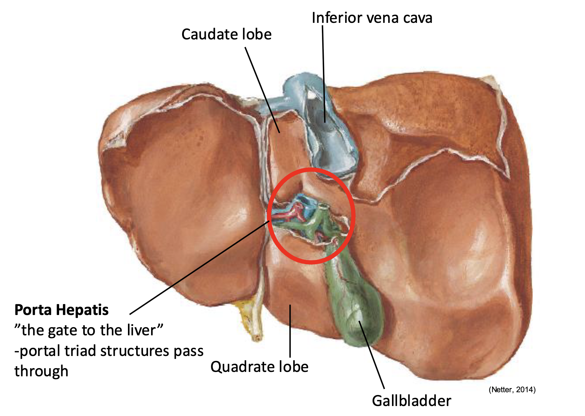 <p>Green - Caudate Lobe (Near IVC)</p><p>Yellow Bear - Quadrate Lobe (near gallbladder - GQ)</p><p><span>black - IVC</span></p>