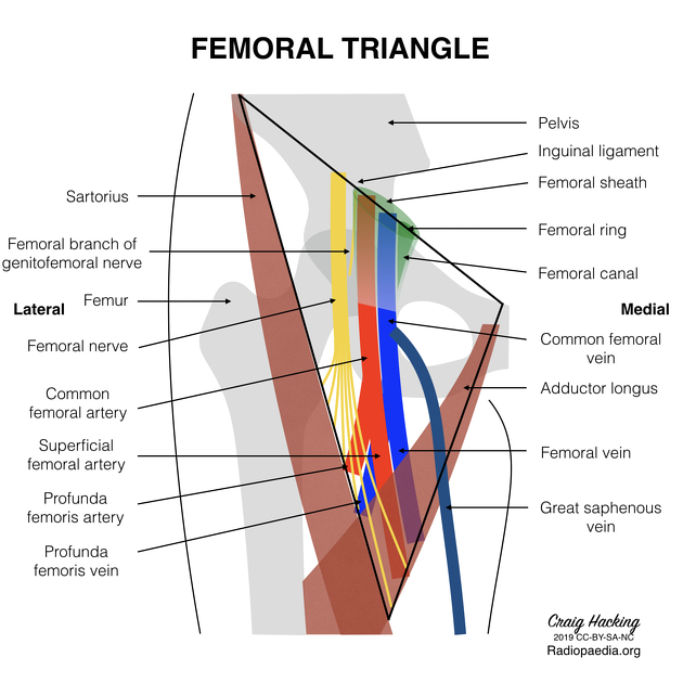 <p>NAVL (femoral Nerve, femoral Artery, femoral Vein, Lymphatics)</p>