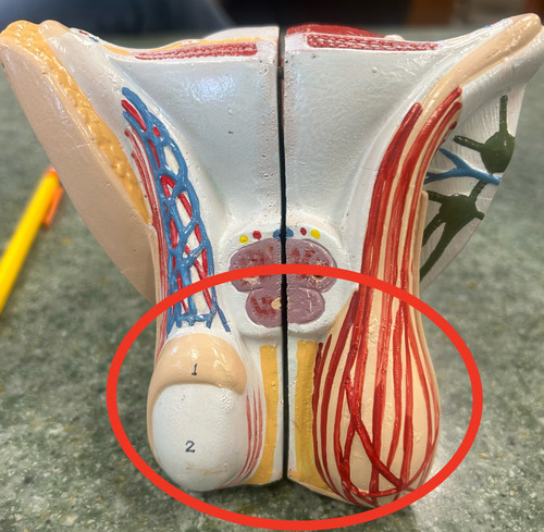 <p>paired oval-shaped organ located within the scrotum for sperm and hormone production, plural is testes, also called testicle</p>