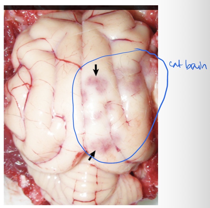 <p>What sequence of events led to this lesion? This cat also had bronchoalveolar carcinoma, is this lesion linked to the cancer?</p>