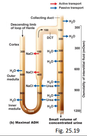 <ul><li><p>dehydrated, low bp</p></li><li><p>in late DCT, CD:</p><ul><li><p>aldosterone ⇑ Na+ reabsorb </p></li><li><p>ADH ⇑ facultative H2O reabsorb (responds to need)</p></li></ul></li><li><p>urine can be up to 1200 mOsm/L</p></li></ul><p></p>