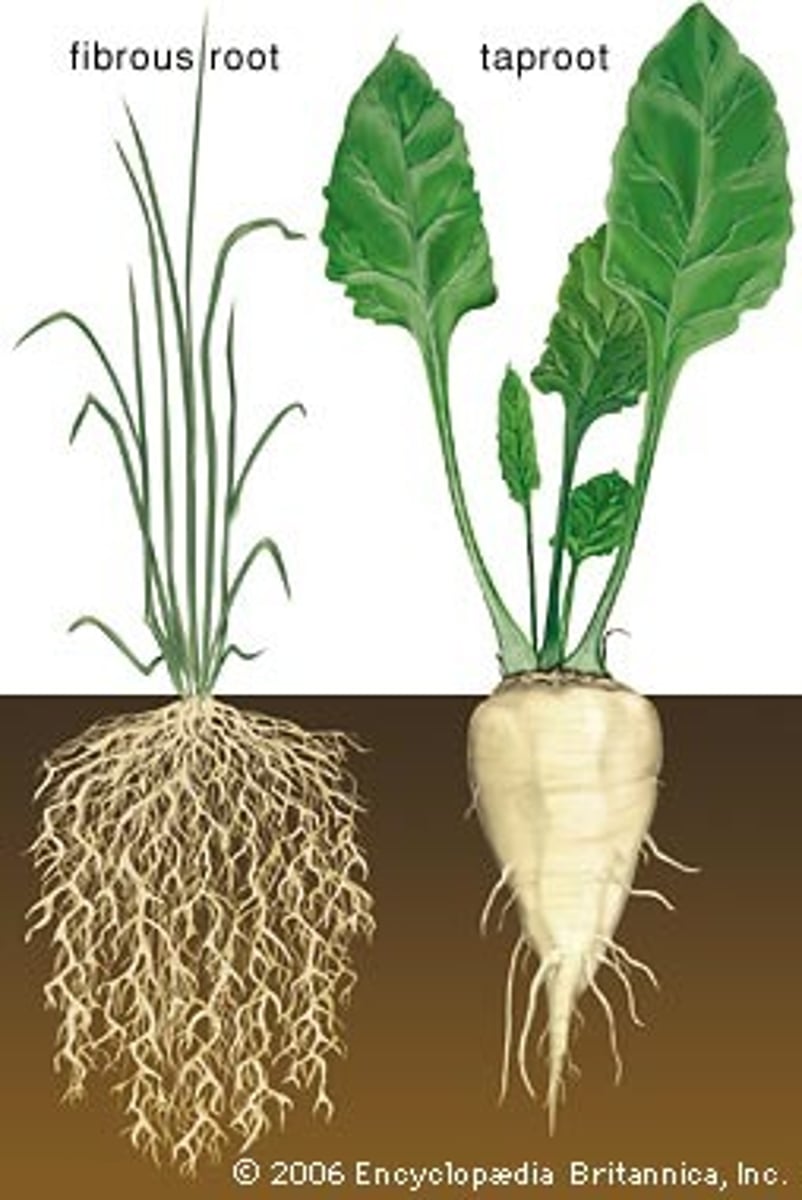 <p>A tap root system has a single main root that grows down. A fibrous root system forms a dense network of roots that is closer to the soil surface. An example of a tap root system is a carrot. Grasses such as wheat, rice, and corn are examples of fibrous root systems.</p>