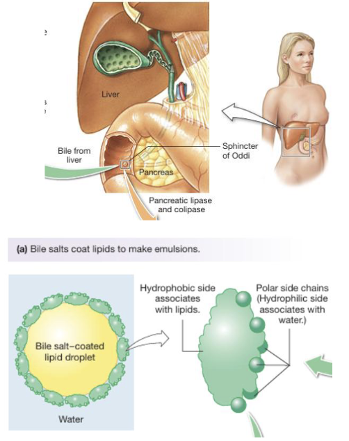 <ul><li><p>Lipid digestion involves processing of triglycerides, cholesterol, phospholipids, long-chain fatty acids, and fat-soluble vitamins (90% dietary fat calories coming from triglycerides)</p></li><li><p>Intestinal chyme is aqueous and lipids are hydrophobic and efficient digestion requires emulsification; achieved by bile (bile salts, pigments, and cholesterol) which is amphipathic (increases surface area of lipids)</p></li></ul><p></p>