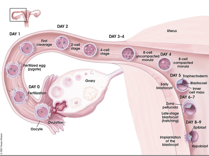 <p>Ovary releases estrogen and progesterone</p><ul><li><p>ovulation is busting of ovary</p></li><li><p>prepares endometrium for implantation → influx blood vessels and glands secrete sugars </p></li></ul><p>Oocyte (egg) enters the fallopian tube (oviduct)</p><p>Fertilization happens at distal end of oviduct → Day 0</p><p>2-cell stage → Day 2</p><p>4-cell stage → Day 3-4</p><p>8-cell compacted: morula → Day 4</p><p>trophoectoderm (only rise to placenta) → Day 5</p><p>Zona pellucida → Day 6-7</p><p>Implantation of the blastocyst → Day 8-9</p>