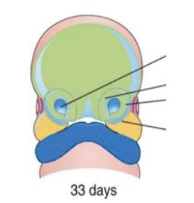 <p>Question #: 40 The green area shown in the figure can be identified as which facial prominence? <br>A. Frontonasal <br>B. Maxillary <br>C. Mandibular</p>