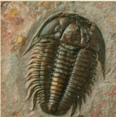 <p>• Ancient arthropods that dominated the oceans over 500 million years ago.</p><p>• They are now extinct</p><p>• May have given rise to modern day chelicerates such as horseshoe crabs and arachnids.</p>