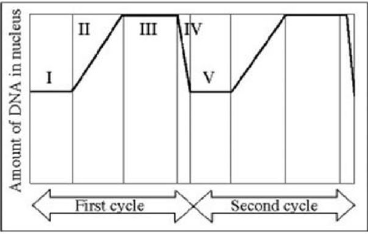 <p>Amount of DNA per nucleus over the cell division cycle.</p><p>At which point in the accompanying figure does MPF reach its highest activity during the cell division cycle? </p><p>B) II </p><p>C) III </p><p>D) IV</p>