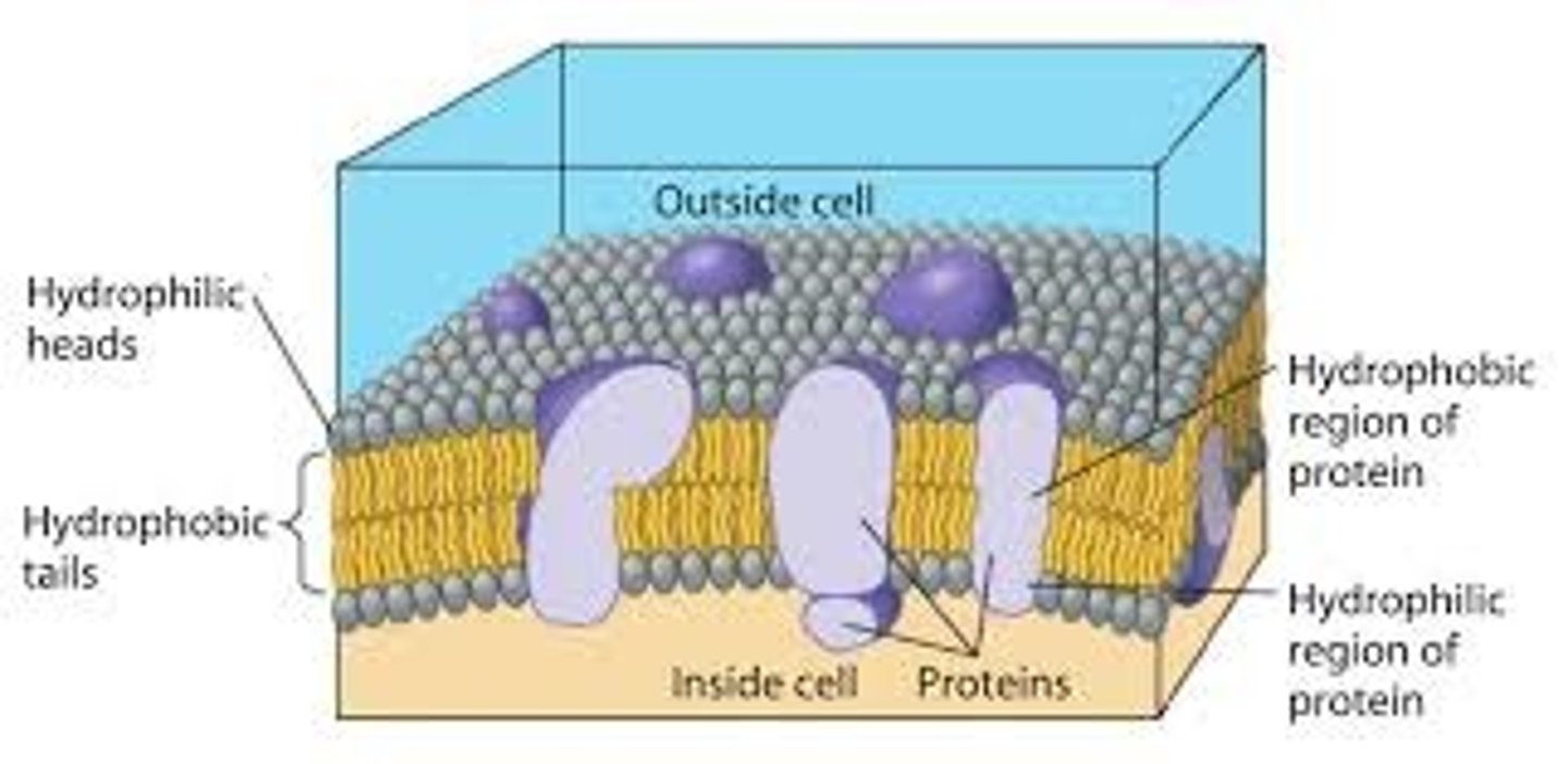 <p>Maintains homeostasis;</p><p>Controls what goes in and out of the cell</p><p>All cells</p>
