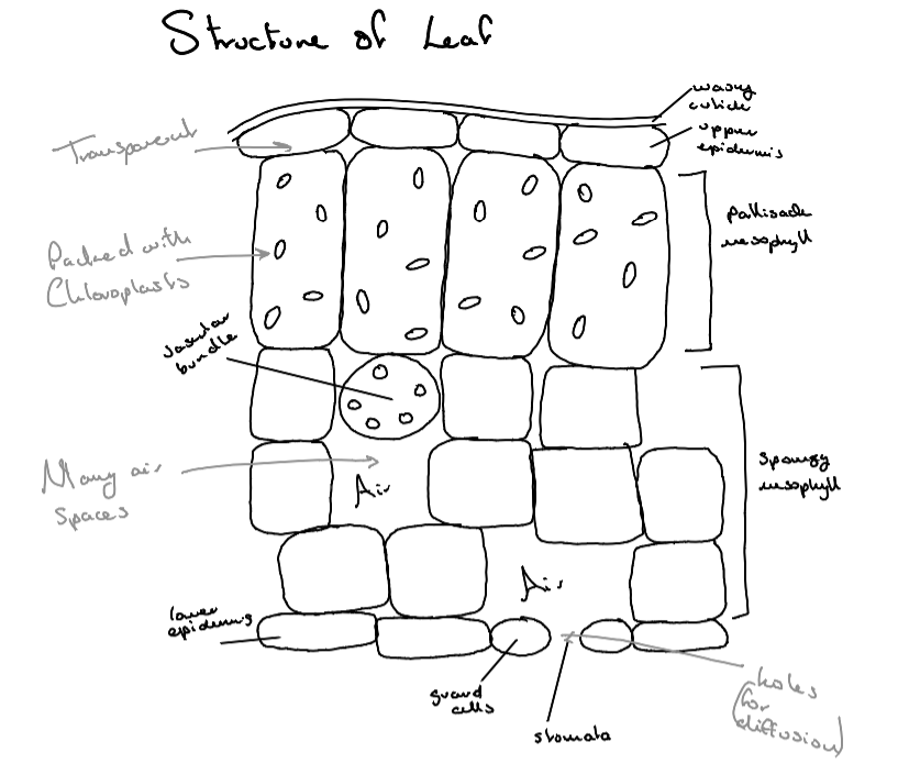 knowt flashcard image