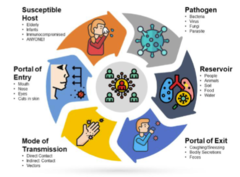 <p>infectious agent, reservoir, portal of exit, mode of transmission, portal of entry, susceptible host</p>