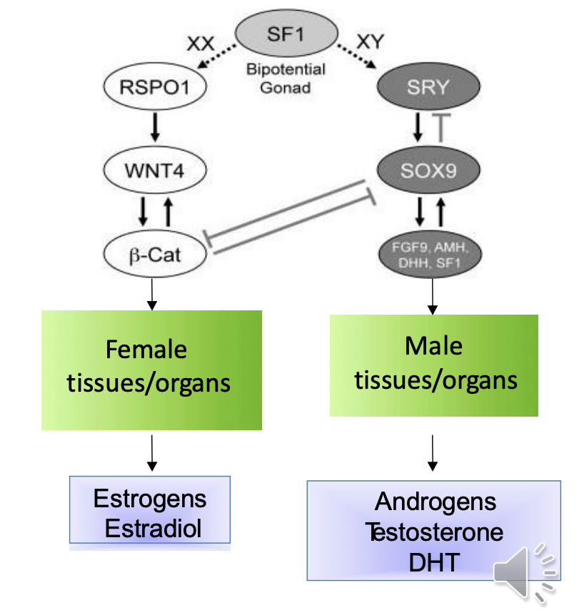 <ul><li><p>B-catenin supresses SOX0 expression</p></li><li><p>No AMH or testosterone</p></li></ul><p></p>
