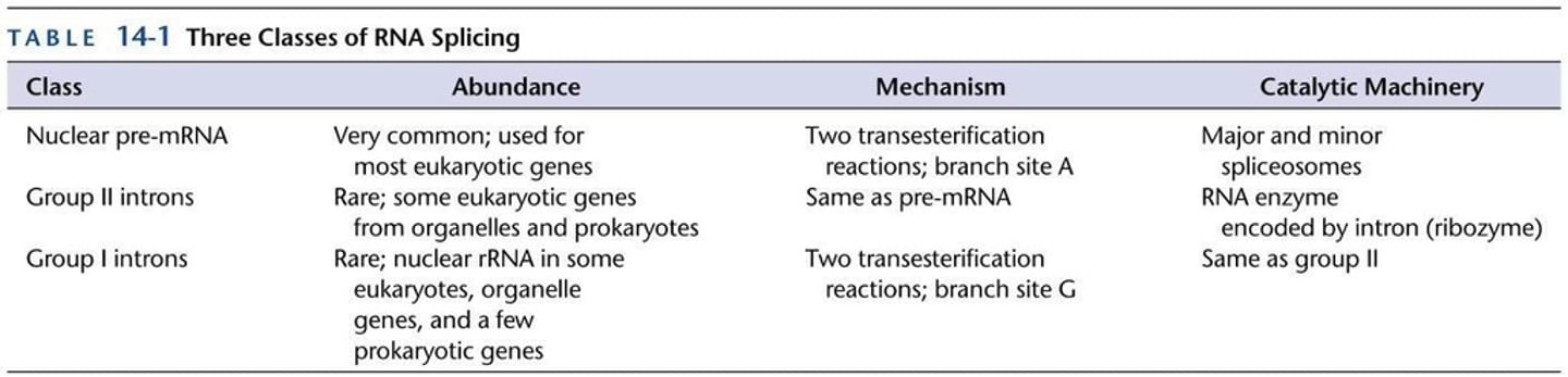 <p>Thomas Cech discovered self-splicing introns in the rRNA of Tetrahymena.</p>