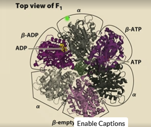 <p>A hexomeric ring complex (distinct from C ring!!! C ring actually moves itself), because there are 3 alpha and 3 beta subunits</p><p>They alternate</p>