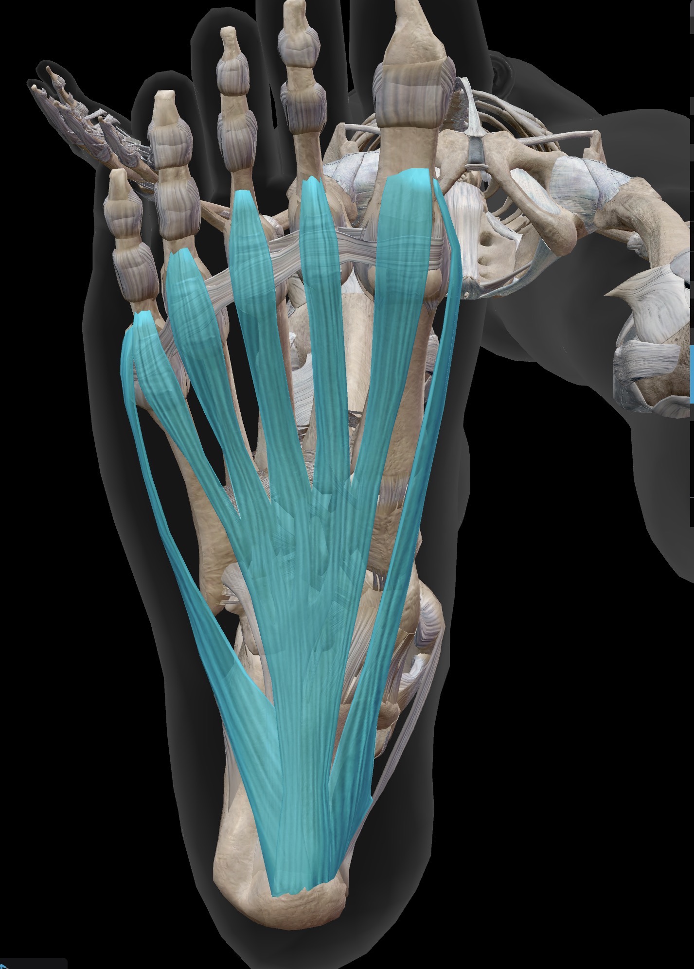 <p>What ligament is this? What does it do?</p>