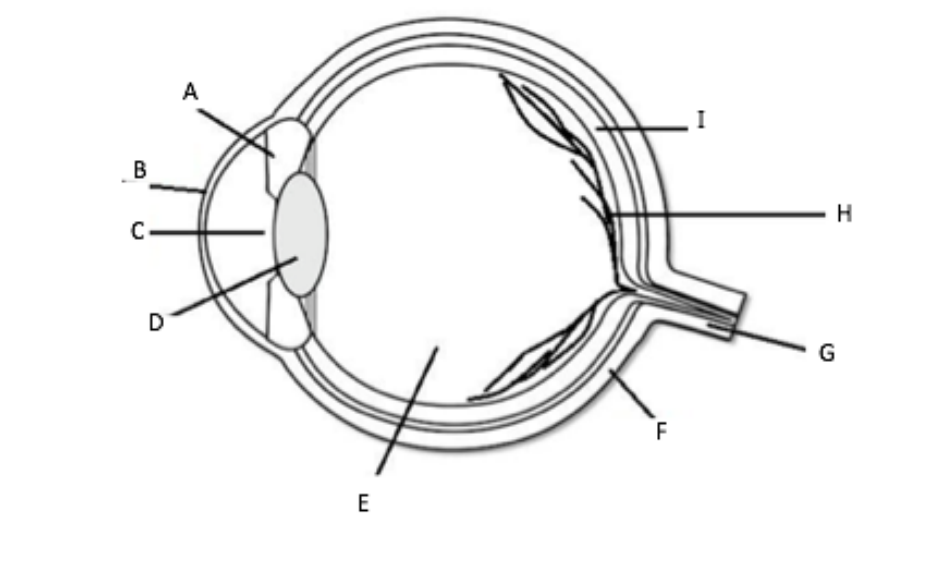 <p>C</p>
