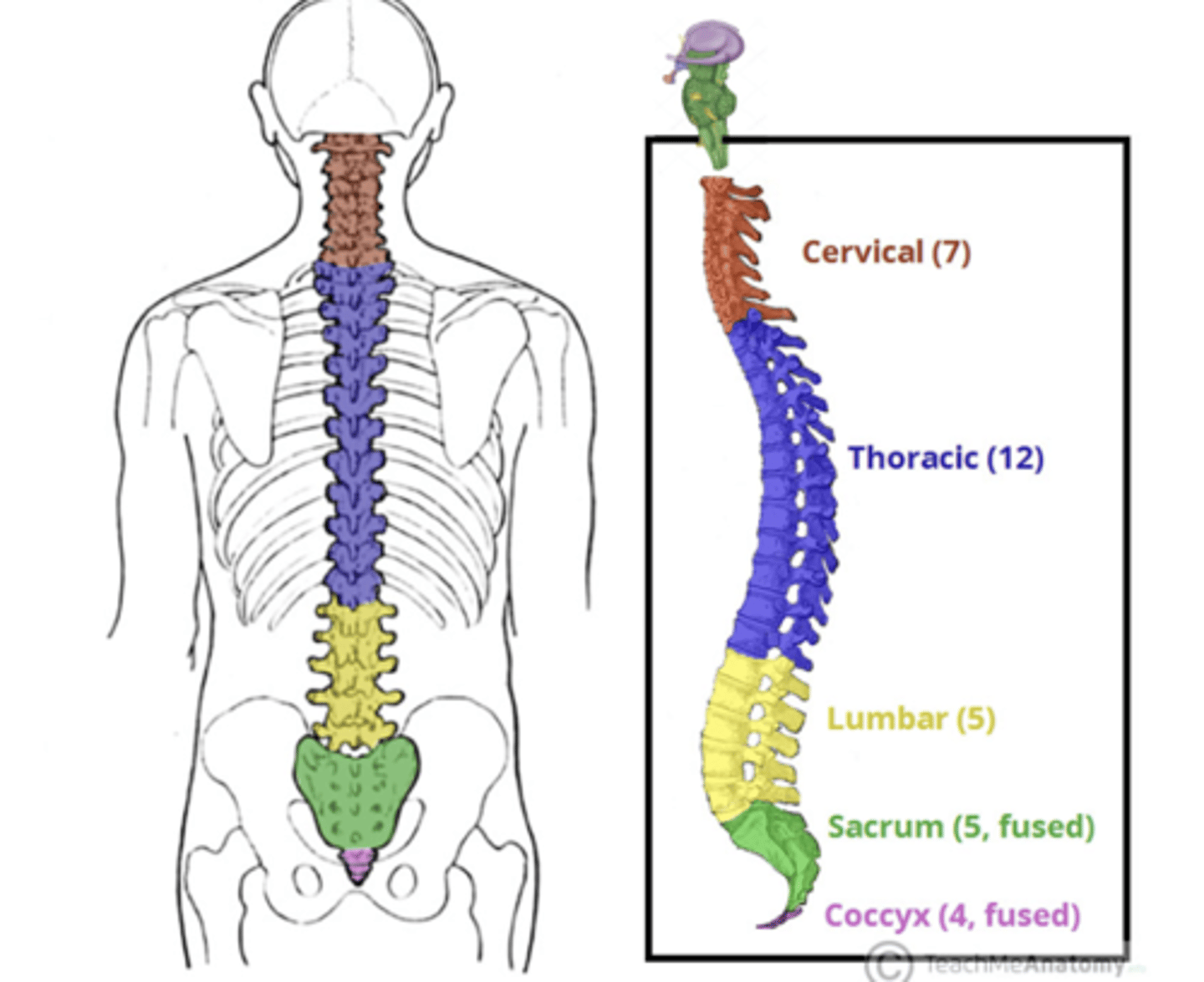 <p>- sympathetic ganglion run down the spinal column from the brain stem and are adjacent to each part of the spinal cord</p>