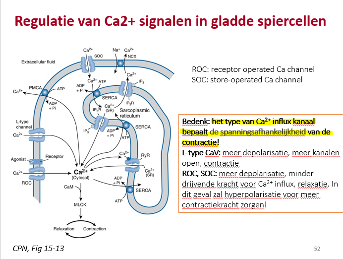 <p>In een skelet en hartspier cel depolariseerd de cel en is de depol ook nodig.</p><p style="text-align: left;"><strong><em>De AP is nodig om het spanafh Ca2+ kanaal te activeren.</em></strong></p><p style="text-align: left;">IN EEN SKELET EN HARTSPIERCEL ZIJN DE CONTRACTIES DUS DEPOL AFHANKELIJK.</p><p style="text-align: left;">AP’S ZIJN DE ESSENTIËLE INITIELE TRIGGER.</p><p style="text-align: left;">—</p><p style="text-align: left;">Dit is in gladde spiercellen niet noodzakelijk zo.</p><p style="text-align: left;"><strong><em>‘Depol afhakelijk’ heeft te maken met welk type van kanaal zal zorgen voor de stijging van intracell Ca2+.</em></strong></p><p style="text-align: left;"></p><p style="text-align: left;">•Als dit kanaal een L-type Ca2+ kanaal is, zal naturlijk de contrctie WEL depol afhankelijk (dus spanningsafhankelijk)</p><p style="text-align: left;"></p><p style="text-align: left;">•Er zijn echter ook gladde spiercellen waar deze L-typen niet voorkomen en waar stijging van intracell Ca2+ afh is van NIET-spanningsafh Ca2+ kanalen (zoals ROC en SOC kanalen).</p><p style="text-align: left;"></p><p style="text-align: left;"><span>De Ca22+ influx doorheen deze kanalen wordt dan enkel bepaald door de drjijvende kracht voor Ca2+ en niet door een verandering van de membraanpot.</span></p><p style="text-align: left;"><span>Dus heir is het dan weer: <strong><em>hoe meer depol, hoe minder Ca2+ influx.</em></strong></span></p><p style="text-align: left;"></p><p style="text-align: left;"><span>In die types van gladde spiercellen zal depol dus juist voor MINDER contractie zorgen, want er kan minder Ca2+ naar binnen stromen, en is het net een heel NEGATIEVE membraanpot die de belangrijke trigger is voor ontractiekracht, omdat bij een heel NEG membraanpot er veel meer Ca2+ influx is via ROC en SOC kanalen.</span></p>