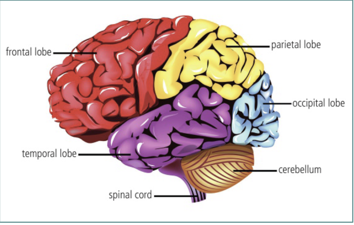 <ul><li><p><span style="background-color: transparent;">The cerebrum contains many different parts:</span></p><ul><li><p><span style="background-color: transparent;">Corpus callosum - a band that connects the two cerebral hemispheres</span></p></li><li><p><span style="background-color: transparent;">Frontal lobe - important for <strong>expressive language and higher-level functions such as learning.</strong></span></p></li><li><p><span style="background-color: transparent;">Temporal lobe - this processes<strong> auditory information</strong></span></p></li><li><p><span style="background-color: transparent;">Parietal lobe – important for processing<strong> somatosensory input (e.g. touch)</strong></span></p></li><li><p><span style="background-color: transparent;">Occipital lobe - located at the back of the cerebrum this is known as the <strong>visual cortex</strong></span></p></li></ul></li></ul><p></p>
