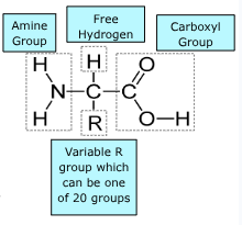 <ul><li><p>amine group</p></li><li><p>carboxyl group</p></li><li><p>free hydrogen</p></li><li><p>variable r group which determines the identity of the AA</p></li></ul><p></p>