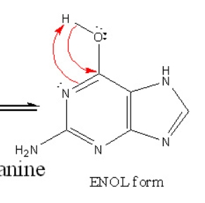 <p>Enol form, and it forms a hydrogen bond with thymine</p>