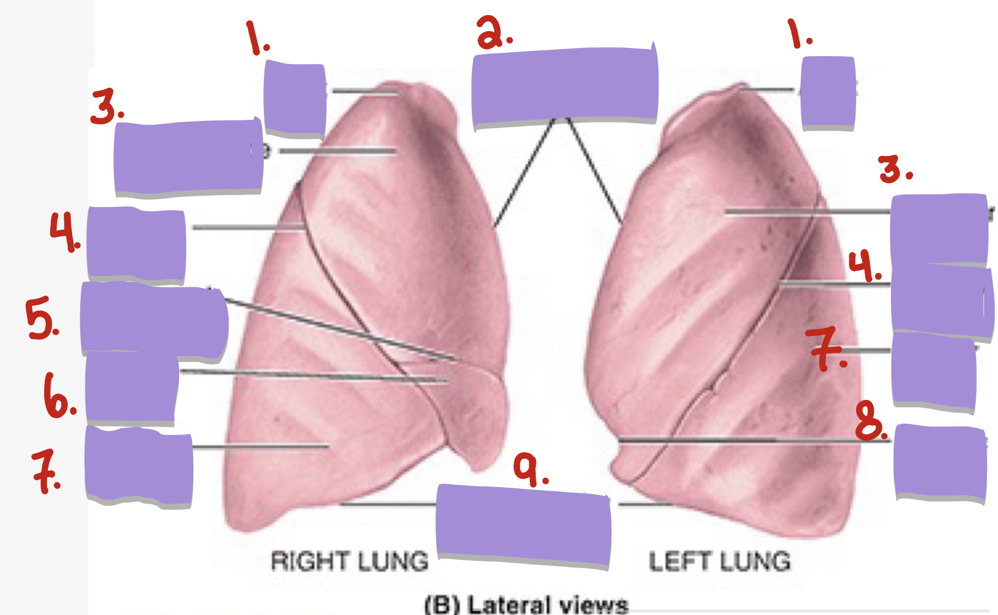 term image