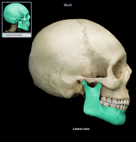 <p>What part of the skull is this?</p>
