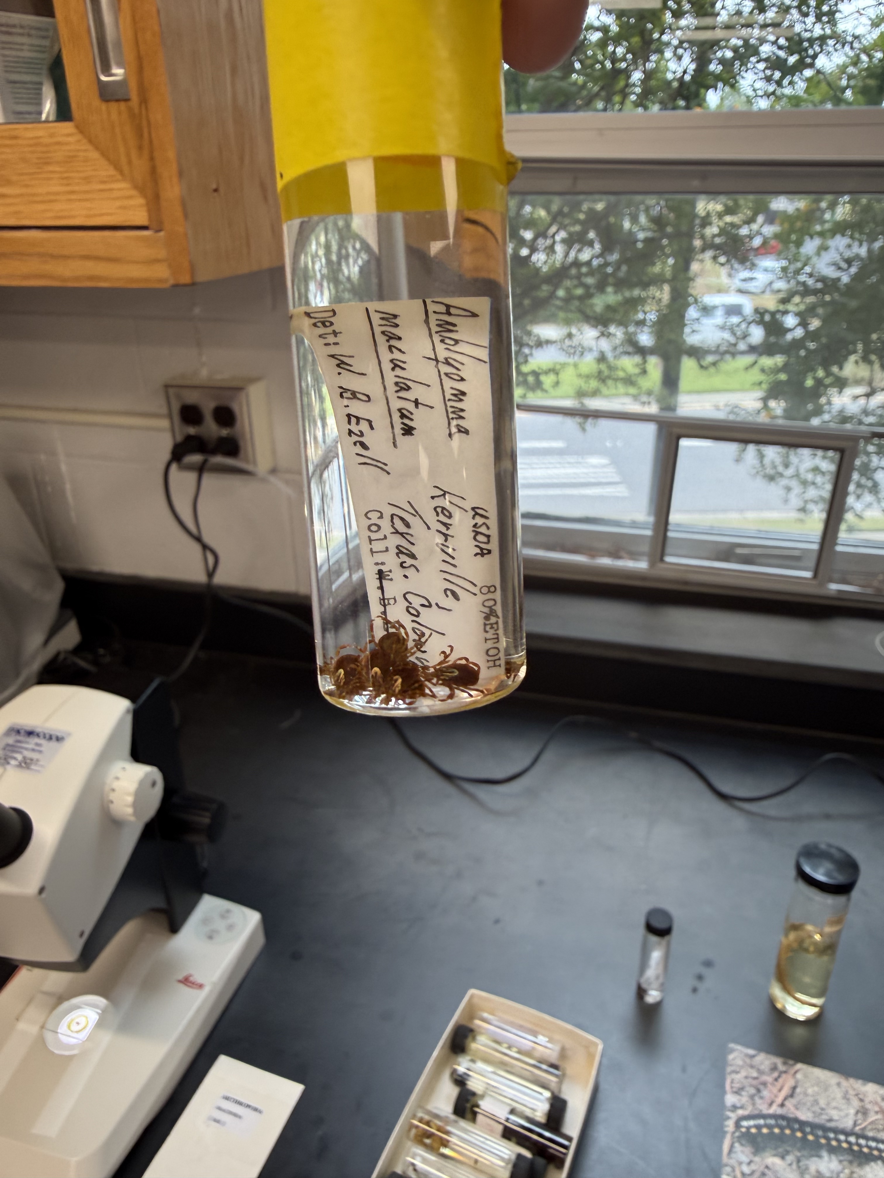 <p>Phylum</p><p>Subphylum</p><p>Class</p><p>Common name</p>
