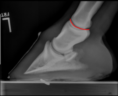 <p>What is the prognosis for proximal interphalangeal (pastern) joint OA?</p>